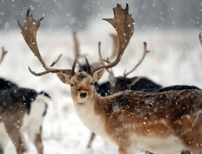Framed Print : Stags in Petworth Park West Sussex