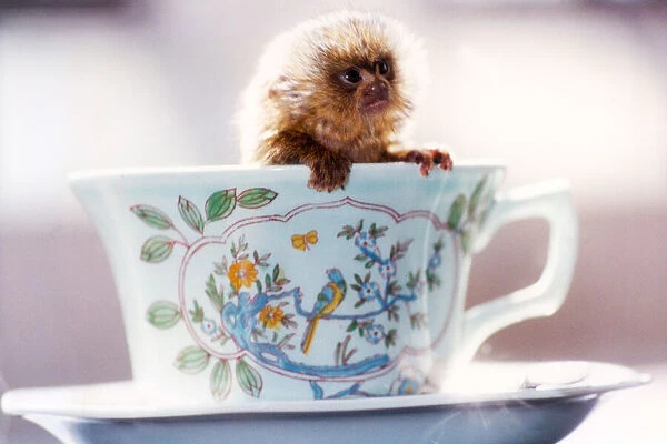 Tea Time. Bumble Bee, the worlds smallest monkey, a two week old spider monkey