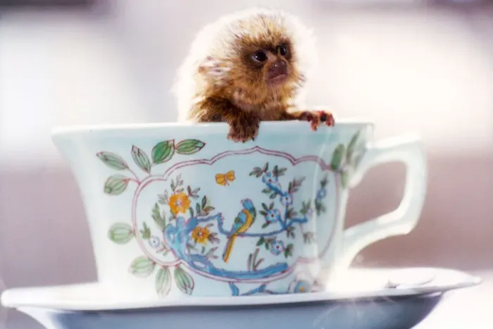 Framed Print : Tea Time. Bumble Bee, the worlds smallest monkey, a two week old spider monkey Framed Print : Tea Time. Bumble Bee, the worlds smallest monkey, a two week old spider monkey
