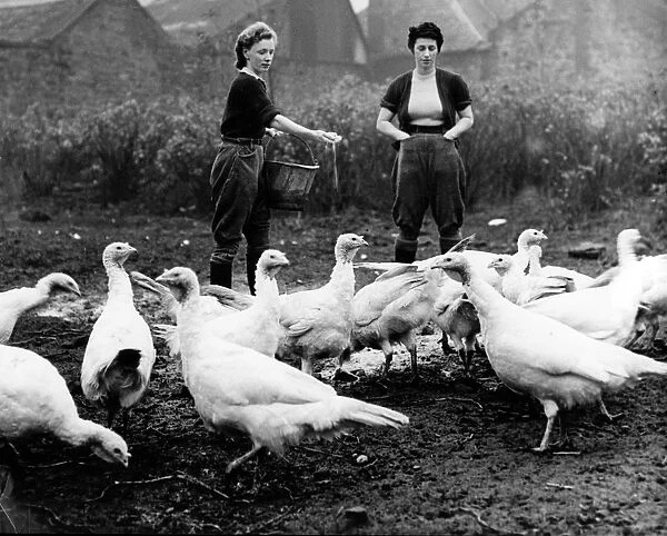 Turkey farm 1948. Fattening turkeys for Christmas at Dean Park farm