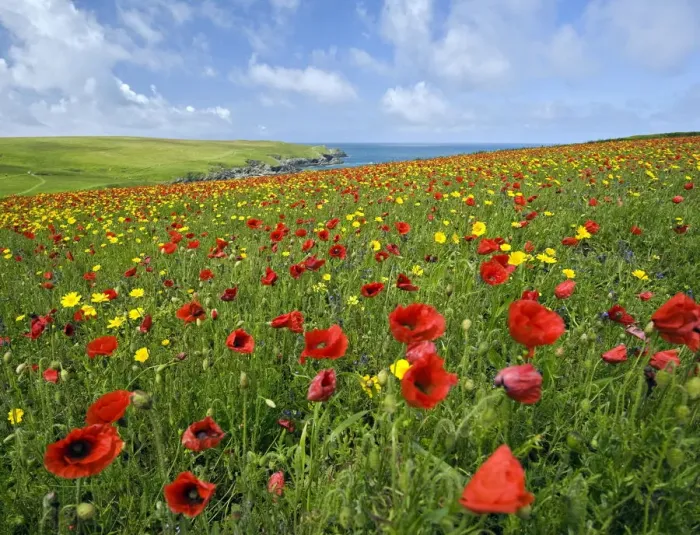 Framed Print : Wild Flower Meadow Framed Print : Wild Flower Meadow