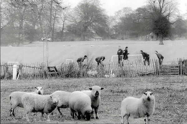 Wrexham fc footballers train before their FA cup 3rd round match with Arsenal watched by sheep