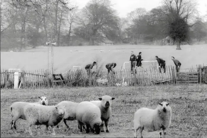 Framed Print : Wrexham fc footballers train before their FA cup 3rd round match with Arsenal watched by sheep Framed Print : Wrexham fc footballers train before their FA cup 3rd round match with Arsenal watched by sheep