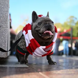 Arsenal dog