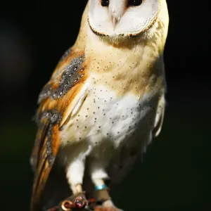 Barn Owl Print from Northcliffe Collection