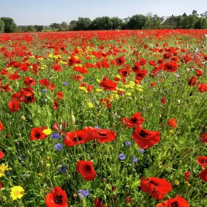 Burst of colour Burst of colour