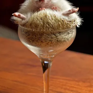 Cheers Hedgehog in a wine glass Print from Northcliffe Collection