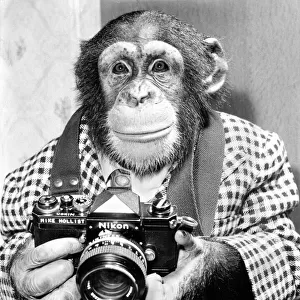 A chimp takes a photo