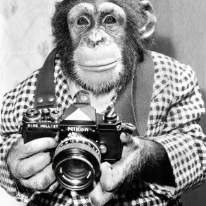 Noddy the Chimpanzee Photography Print