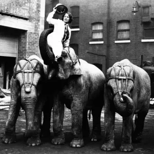 Print of Circus Elephants with Baby, 1929