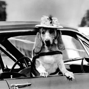 Bassett Hound in Fancy Hat Print