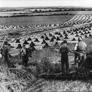 Harvesting 1932