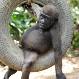 Baby Gorilla in Tyre Swing Print