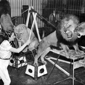 Lion Tamer Patricia Bourne Print 1935