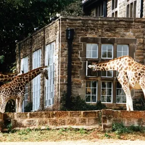Peeping in the window