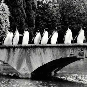 King Penguins Print at Bourton-on-Water Birdland Sanctuary