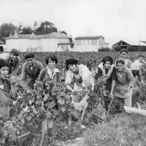 Picking grapes, France 1933 Picking grapes, France 1933