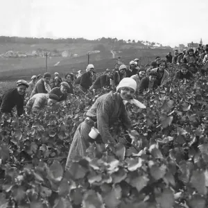 Picking grapes to make Champagne 1932 Picking grapes to make Champagne 1932