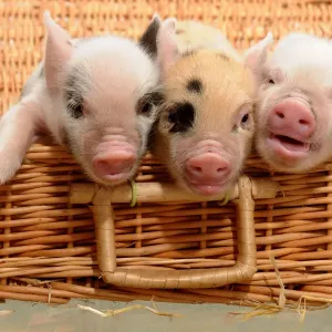Piglets in a Basket