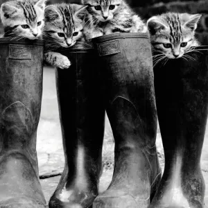 Puss in Boots Rescues Kittens Print