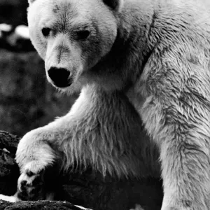 Sam the Polar Bear Print 1967 London Zoo