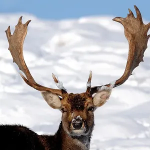 Stag in the snow