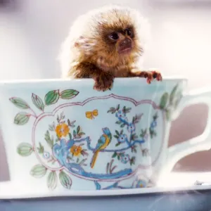 Tea Time Bumble Bee Print - Two Week Old Spider Monkey