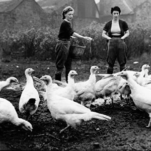 Turkey farm 1948