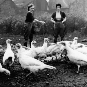 1948 Print of Fattening Turkeys at Dean Park Farm, Scotland 1948 Print of Fattening Turkeys at Dean Park Farm, Scotland