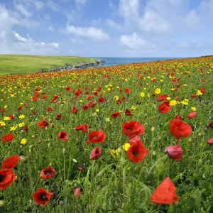 Wild Flower Meadow Print: Poppies and Corn Marigolds near Newquay Wild Flower Meadow Print: Poppies and Corn Marigolds near Newquay