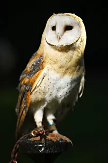 Images Dated 8th April 2022: Barn Owl