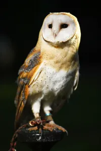 Barn Owl