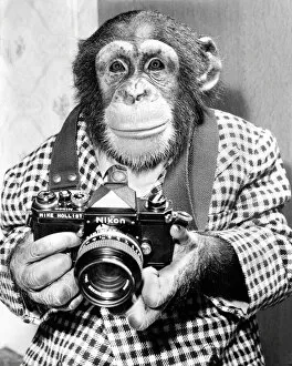 Images Dated 8th April 2022: A chimp takes a photo