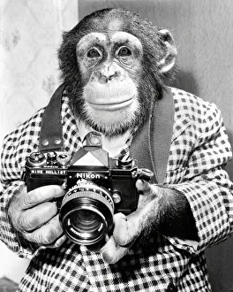 A chimp takes a photo