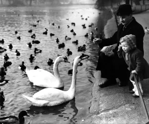 London Prints: Feeding the swans