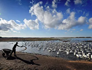 Feeding time for whooper swans on the mere at Martin Mere wetland centre