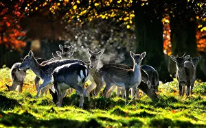 Scenic Prints: Female Fallow Deer