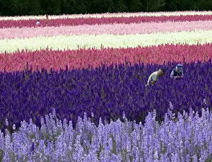 Colour pictures Collection: A field of delphiniums at Wick Manor, Worcestershire