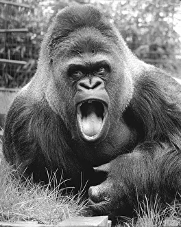 Black And White Prints: Guy The Gorilla