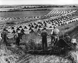 Harvesting 1932
