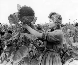 1950s Prints: Harvesting Sunflowers at Westons farm near Petersfield