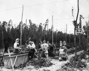 1950s Prints: Hop pickers, 1952