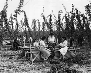 Hop Pickers in Brenchley, Kent