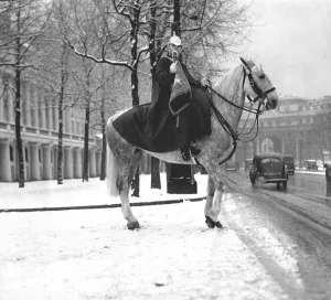 Horse guard in the snow Horse guard in the snow