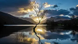 Scenic Prints: The Lone Tree, Wales