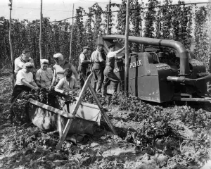 Mechanical hop picker 1951