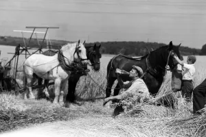1950s Prints: A pause for a drink on a Kent farm during August harvesting 1955