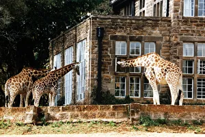 Funny Prints: Peeping in the window