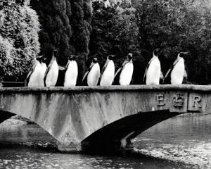 Penguins on Parade
