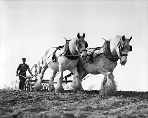 Agriculture Prints: Ploughing scene in Cheshire